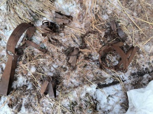 В Усть-Коксинском районе Республики Алтай задержали браконьера с двумя особями кабарги.